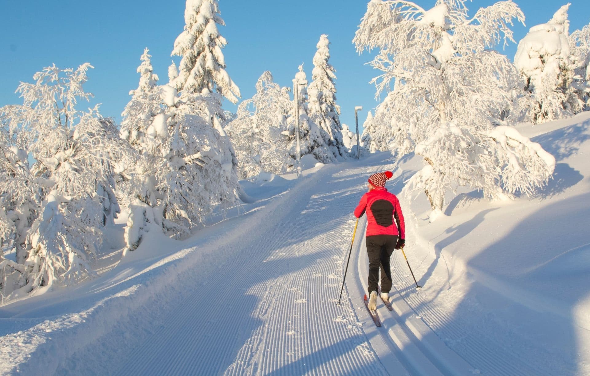 Cross-country in the forests