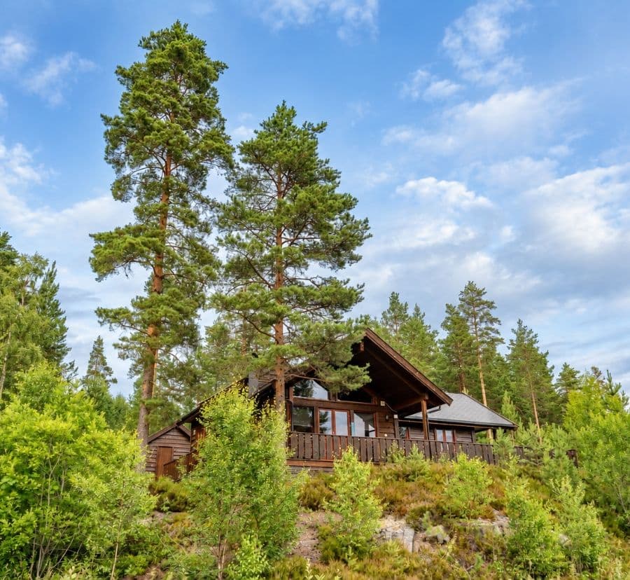 På et berg ved skogkanten